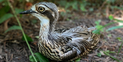Aviary Birds