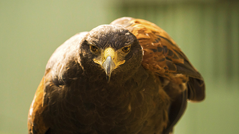 Stop by Eagle Ridge to see our birds of prey!