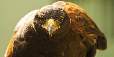 Birds of Prey