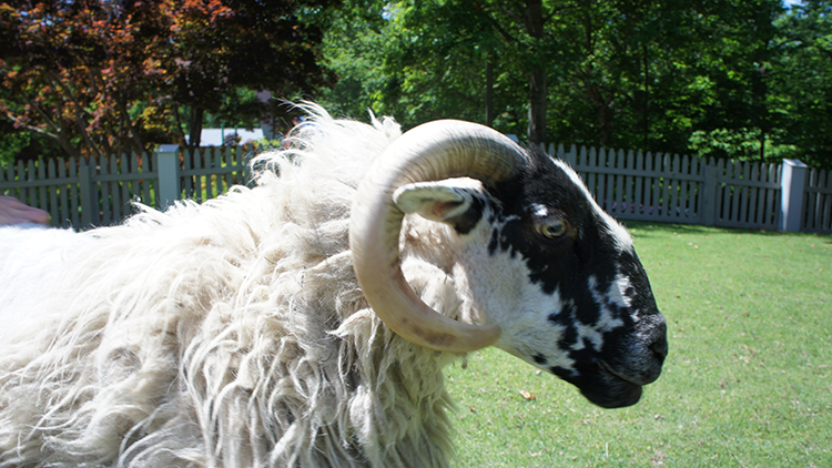 Visit our sheep at Highland Stables!