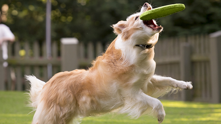 Visit our Border Collies at Highland Stables!