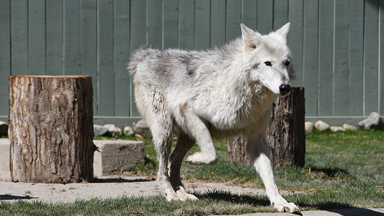 Visit our gray wolves at Wolf Haven!