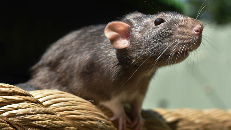 See our rats in Howl to Coexist