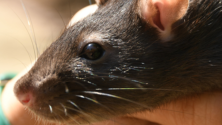 See our rats in Howl to Coexist