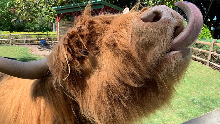 Scottish Highland Cows