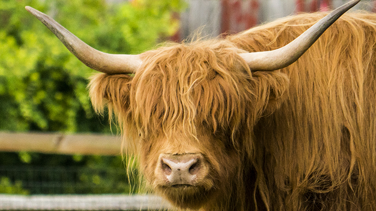Scottish Highland Cows